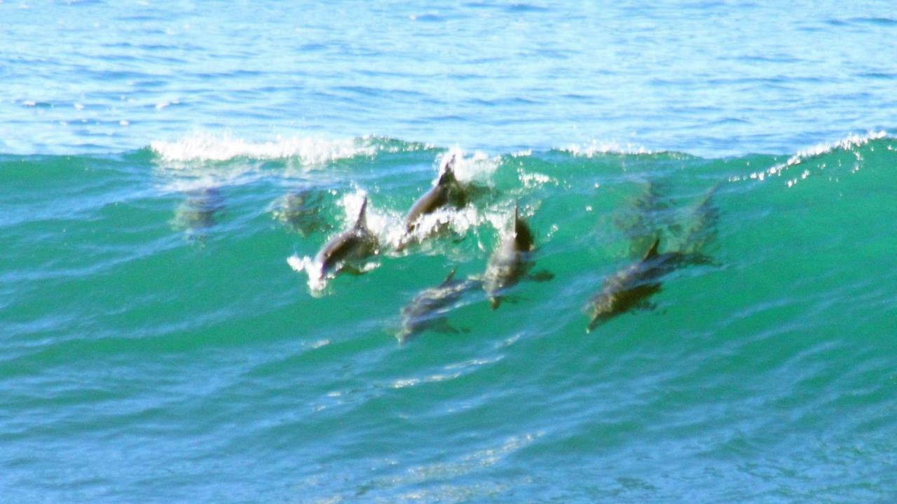 Mollymook Beach Waterfront エクステリア 写真